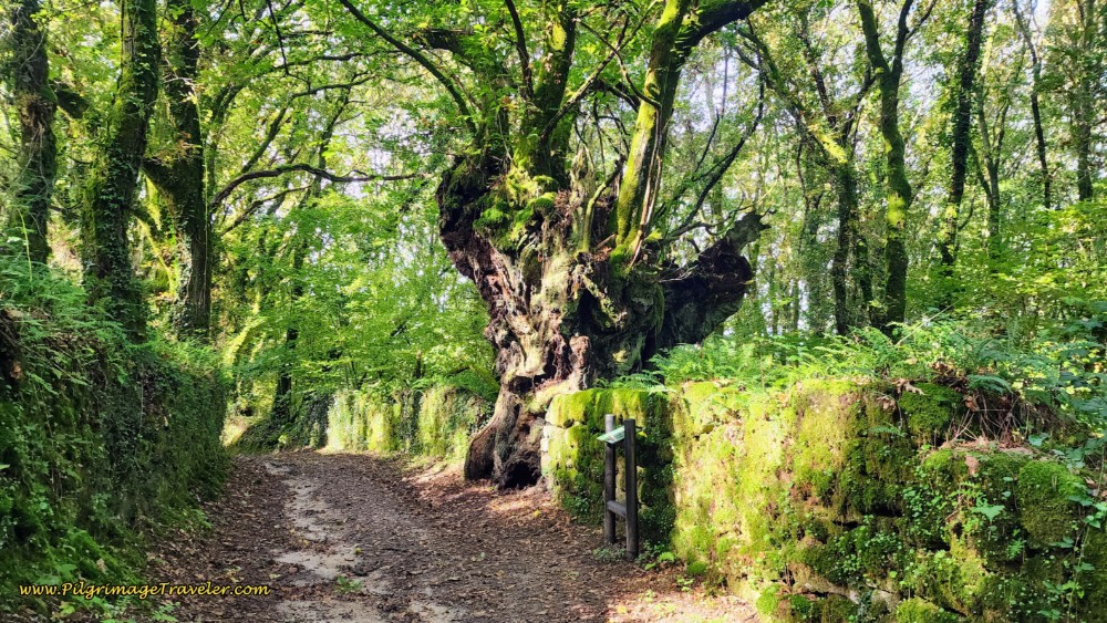 350 Year Old Chestnut Tree