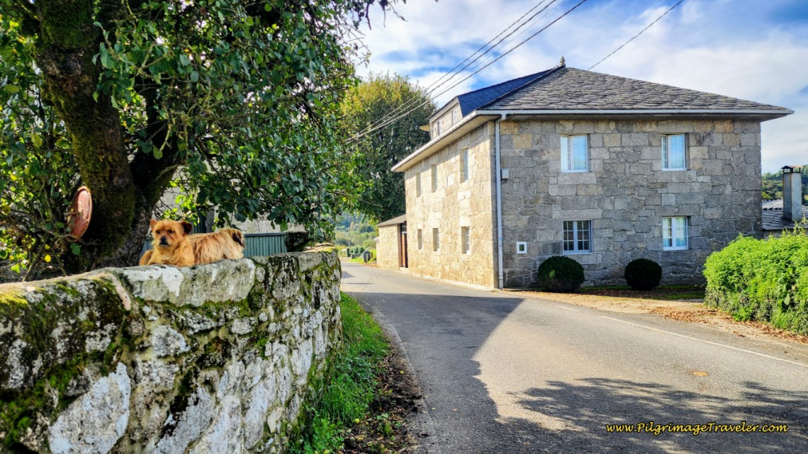 More Doggies on a Wall, Santa María de Gondar