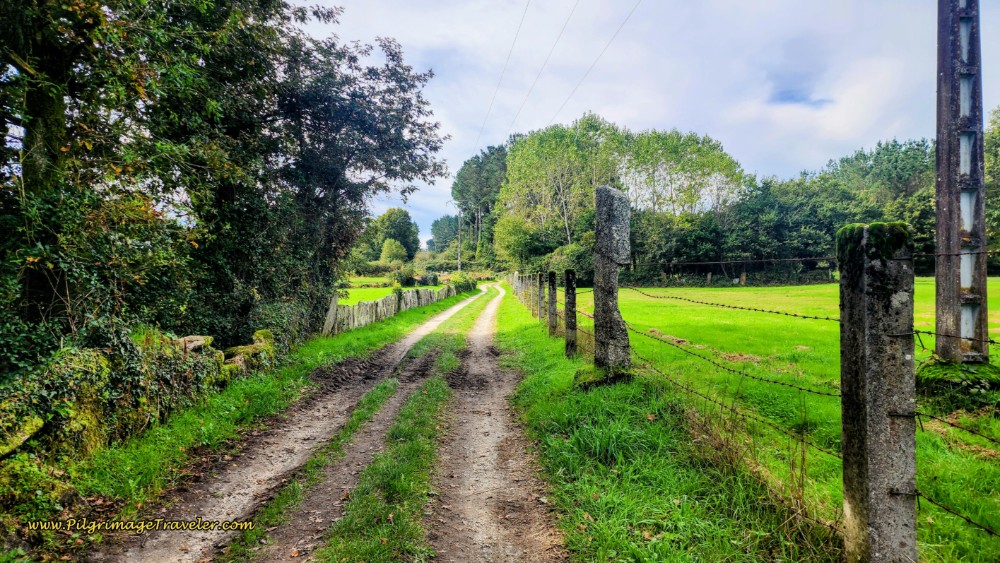 Tree-Lined Tractor Lane