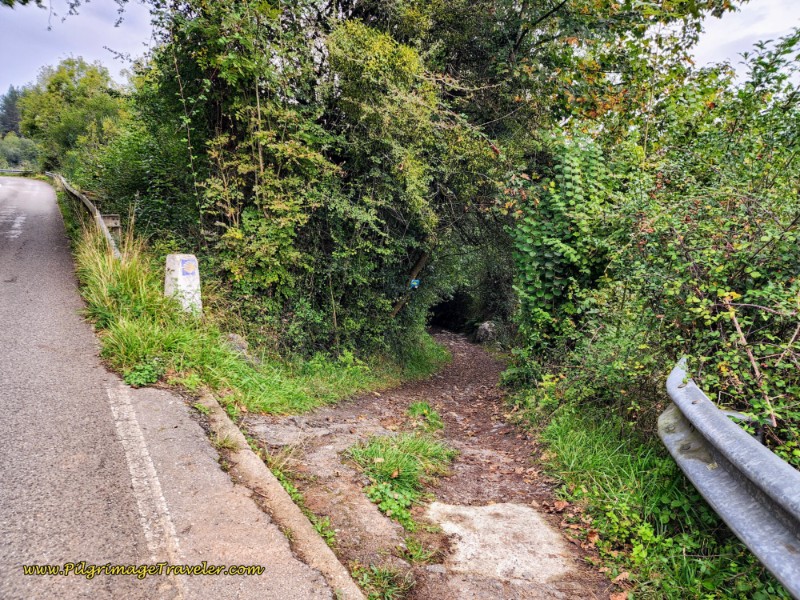 Right Turn Into the Forest