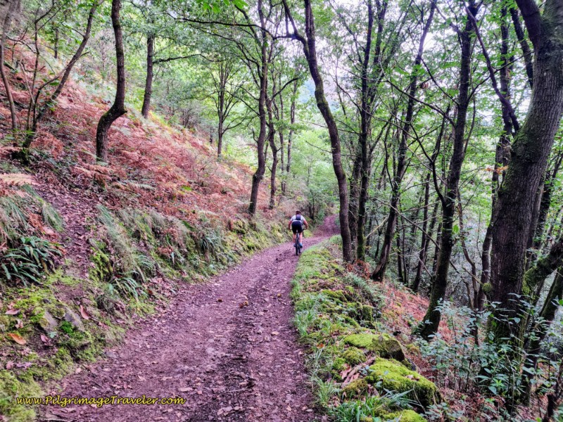 Forest Path Becomes a Dirt Lane