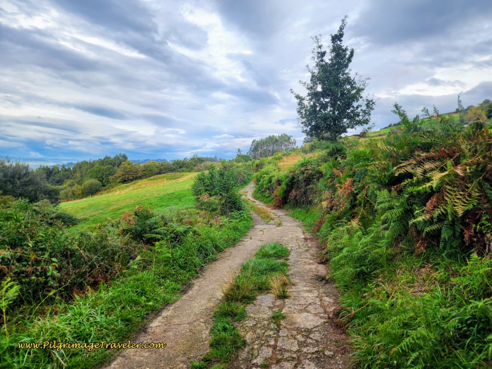 Hedges of Blackberries Line the Way