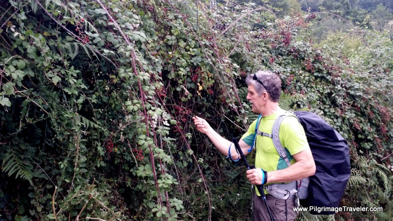 Hedges of Blackberries, First leg, Camino Primitivo, Asturias, Spain