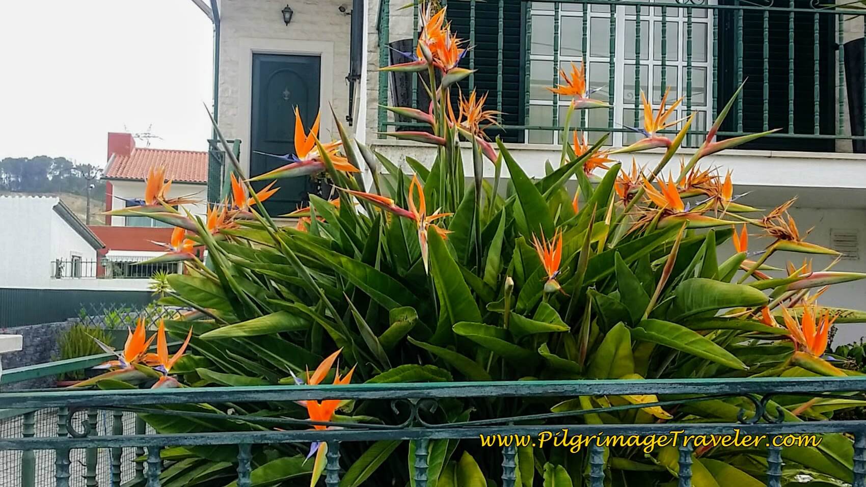 Tropical Bird-of-Paradise often seen along the Camino Portugués