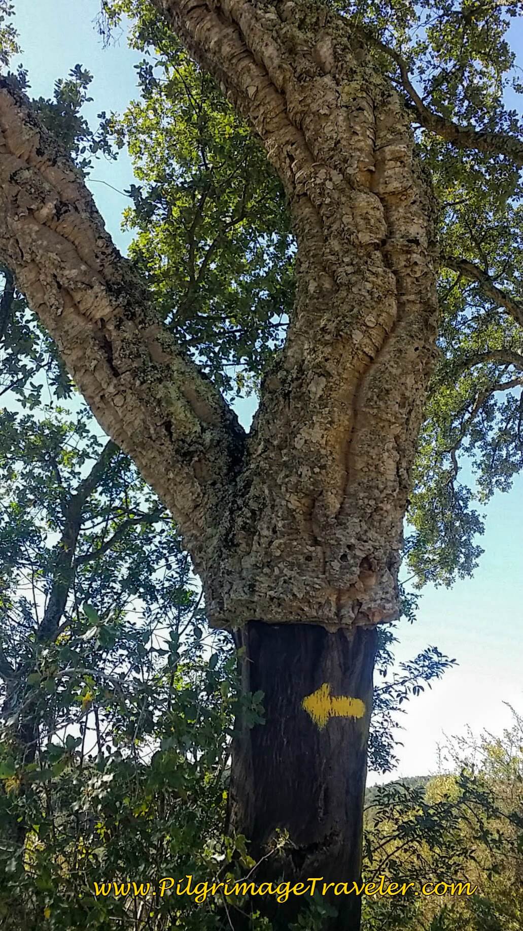 Cork Tree with Yellow Camino Arrow on the Camino Portugués.