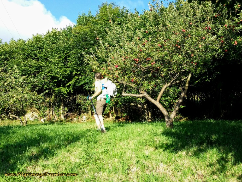 The Camino Provides Apples