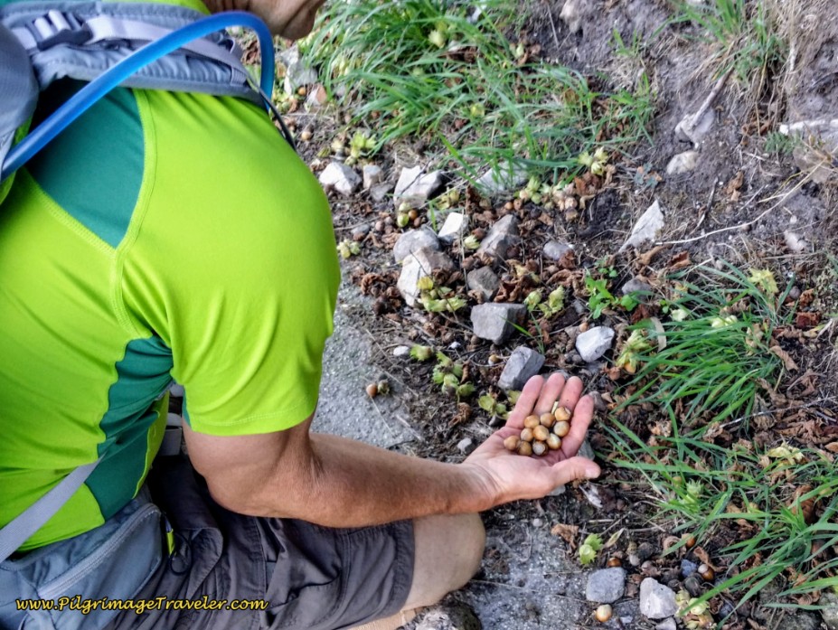 The Camino Provides Hazelnuts