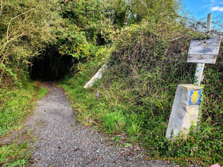 Look For Path Into Forest