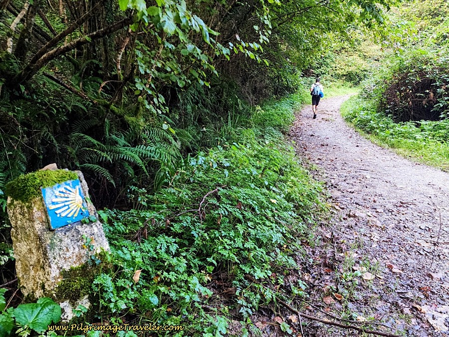 Leave the N-634 on this Track Into the Forest