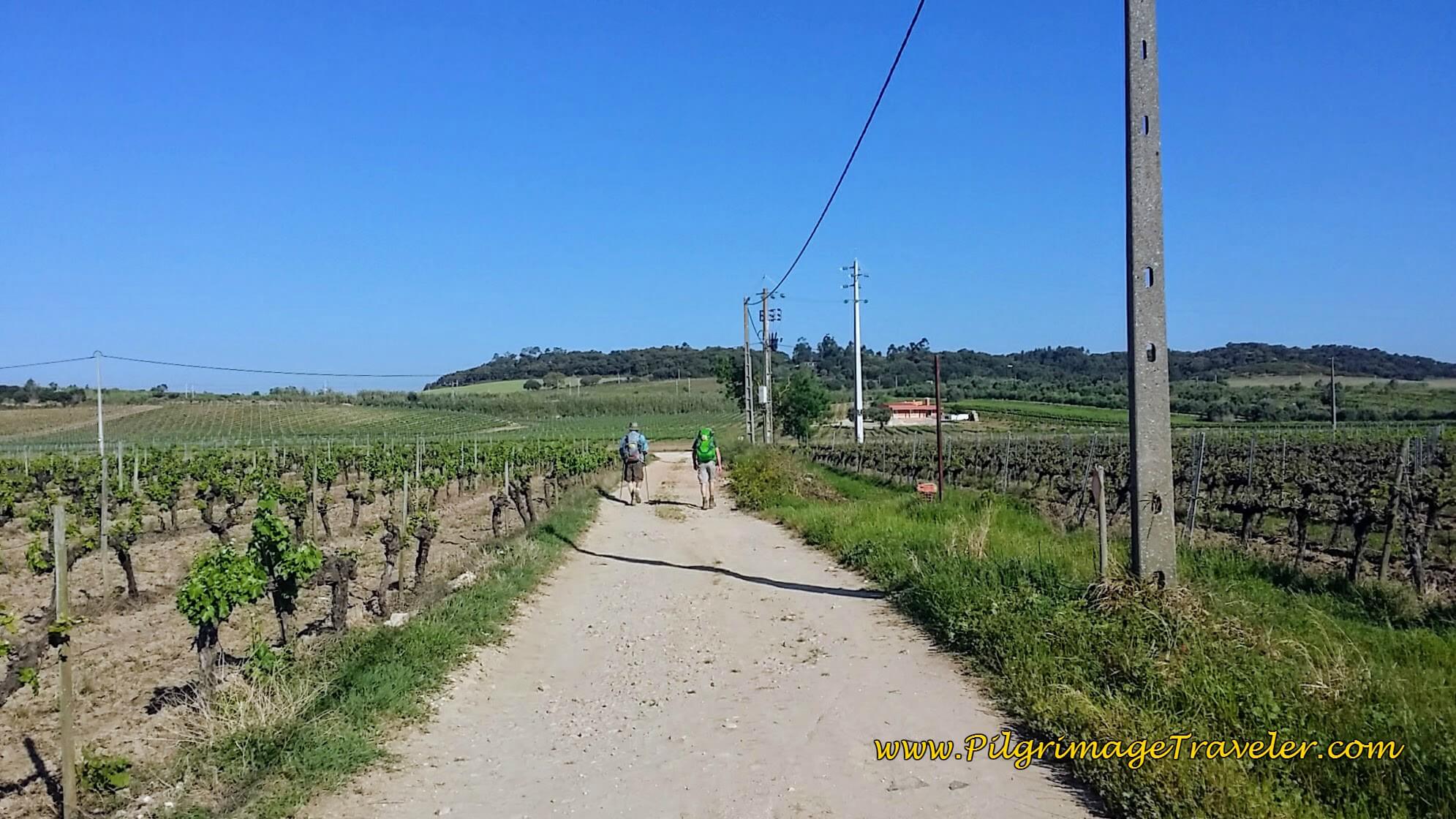 Endless Vineyards Between Lisbon and Porto on the Camino Portugués