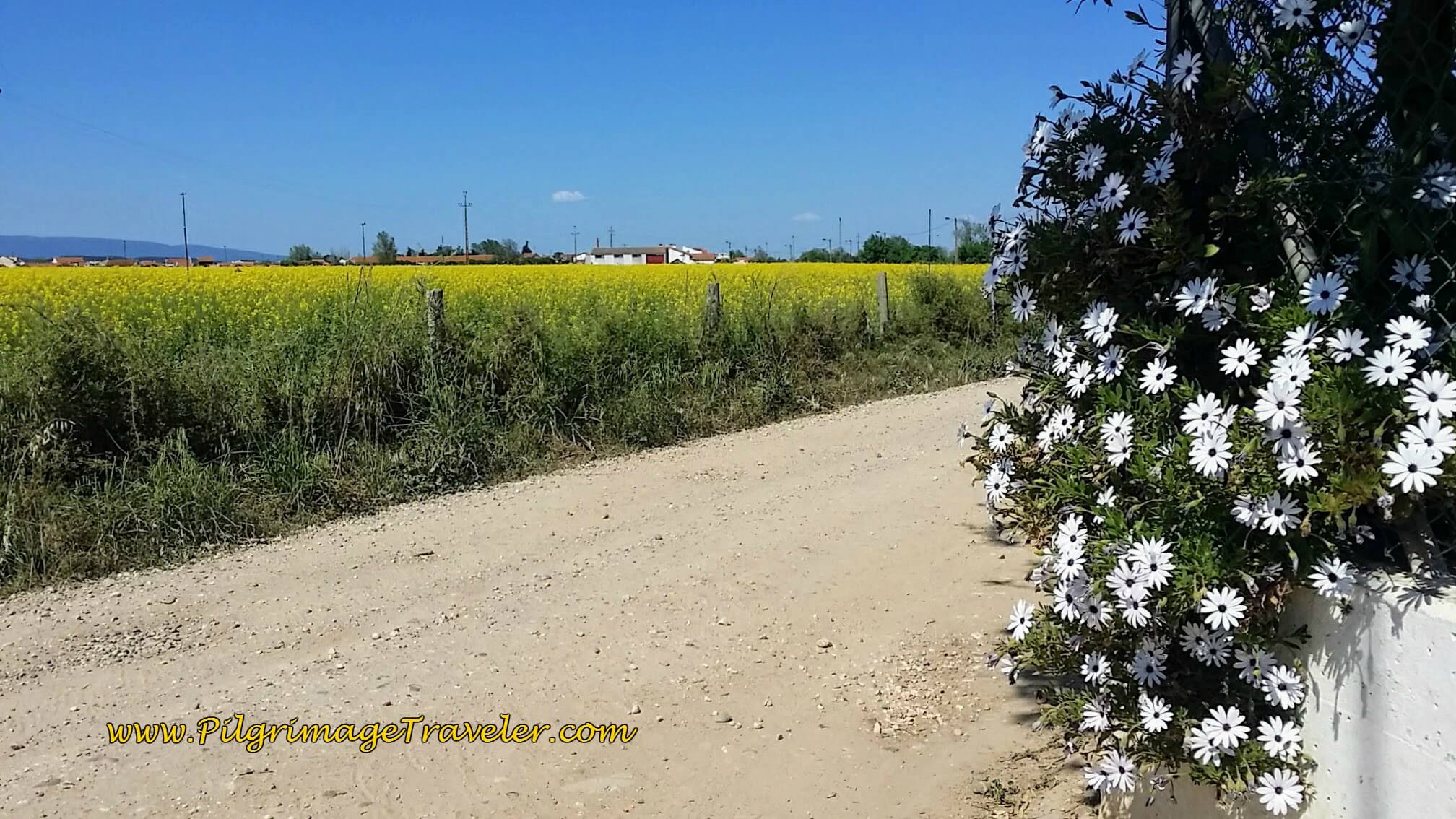 Hot, flat, endless stretches of farmland, walking out of Lisbon on the Camino Portugués
