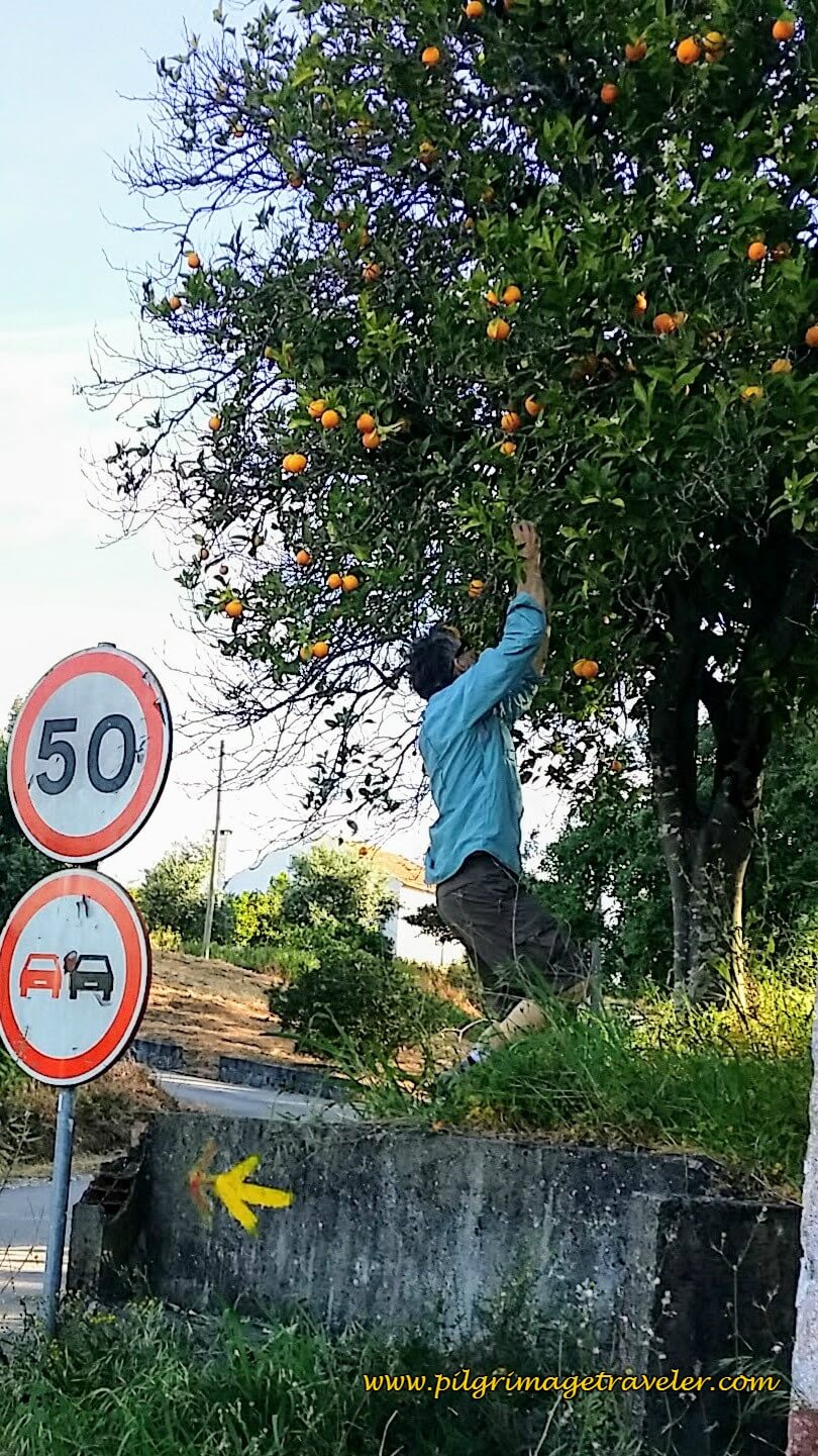 Picking Oranges On the Camino Portugués